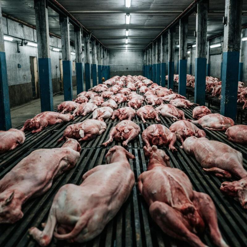 Ветеринарно - санитарная экспертиза